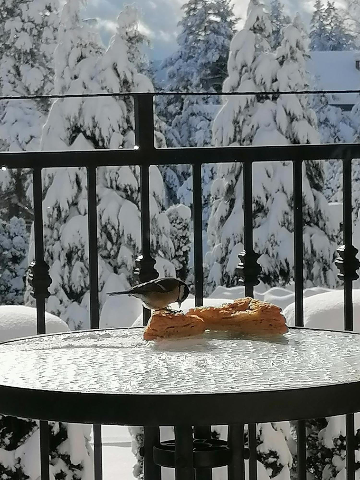 Villa Bozovic Zlatibor Eksteriør billede